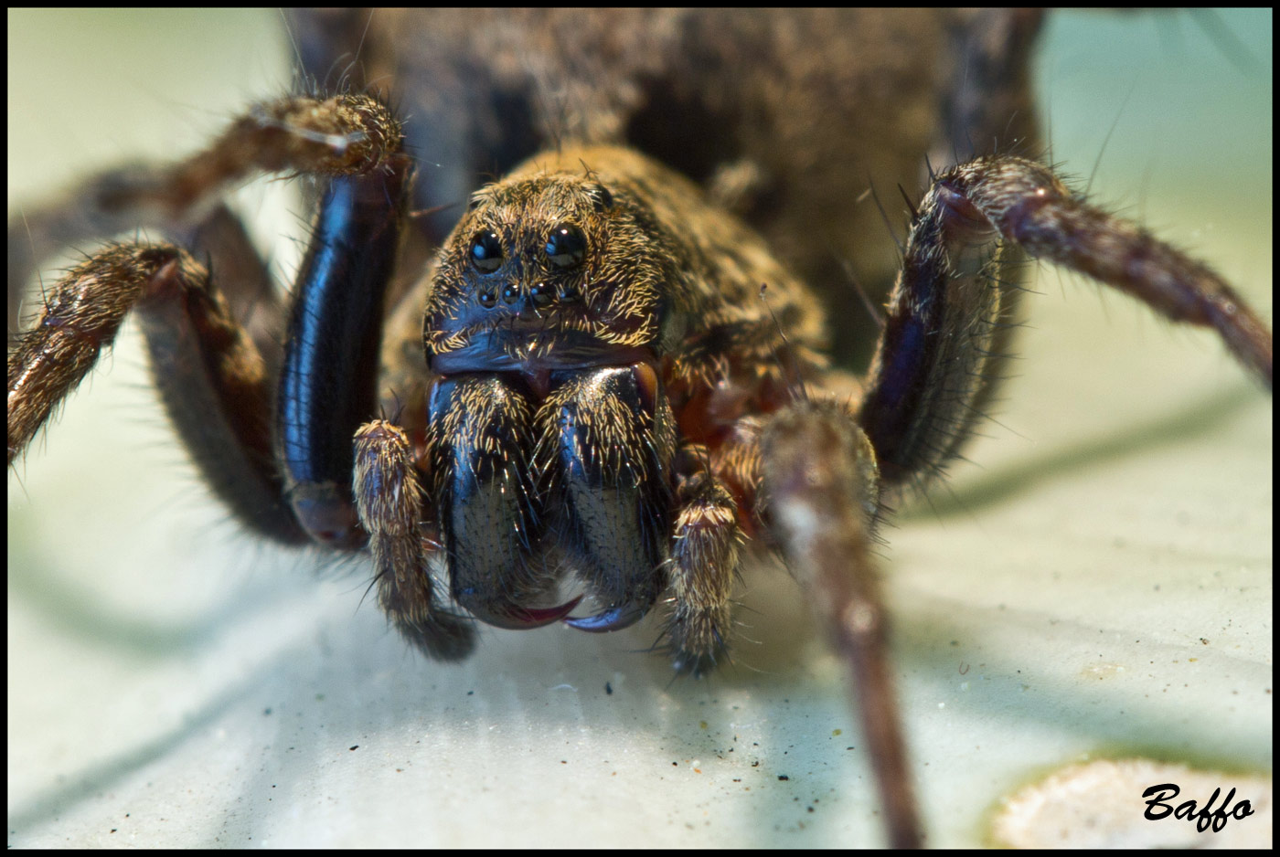 Alopecosa cf. albofasciata - Basovizza (TS)